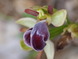 Ophrys_apollonae_Mont_Attavyros